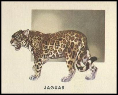159 Jaguar